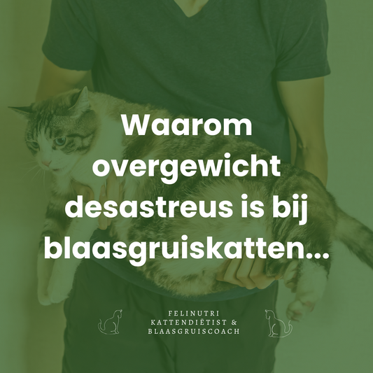 Waarom overgewicht desastreus is voor katten met blaasgruis