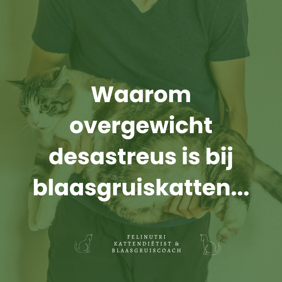 Waarom overgewicht desastreus is voor katten met blaasgruis