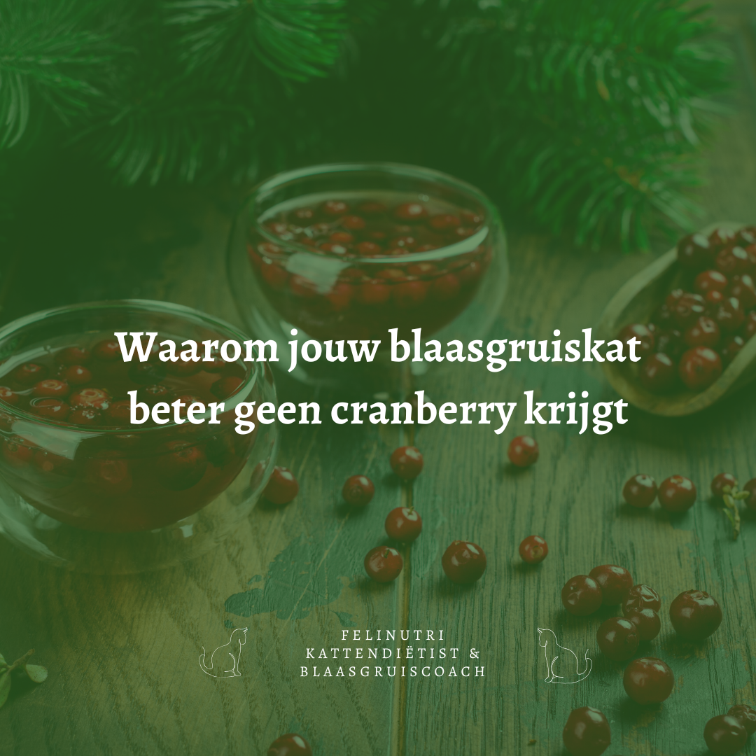 Waarom jouw blaasgruiskat beter geen cranberry krijgt