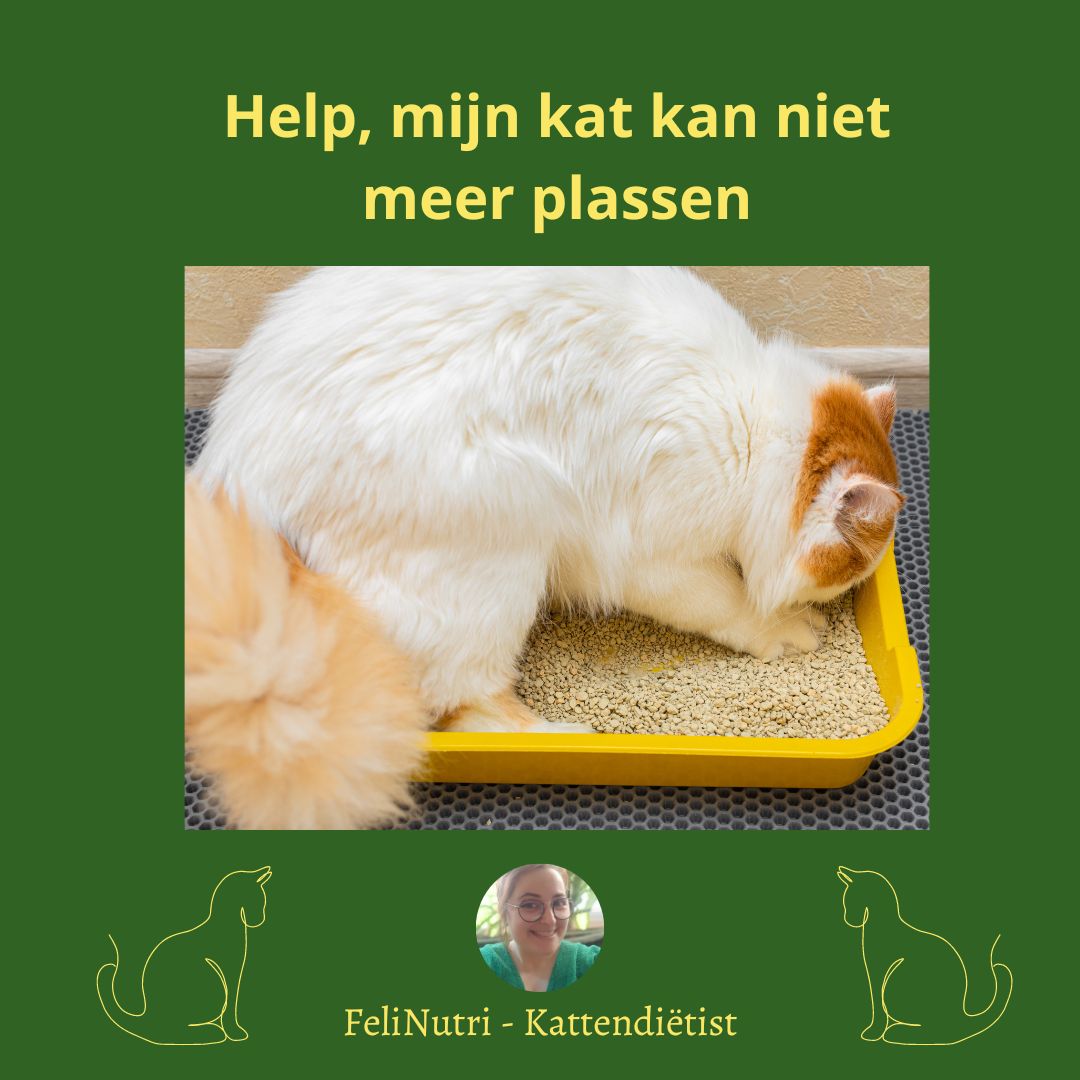 Help, mijn kat plast niet meer!