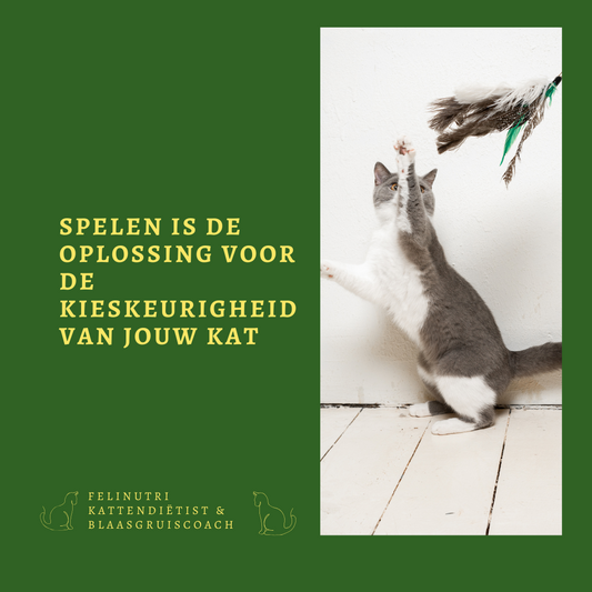 Spelen als oplossing voor de kieskeurigheid van jouw kat