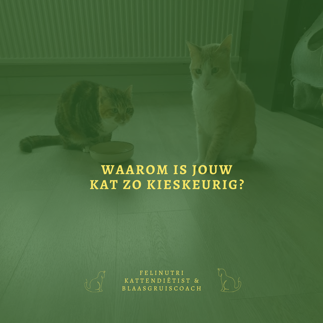 Waarom is jouw kat zo kieskeurig?