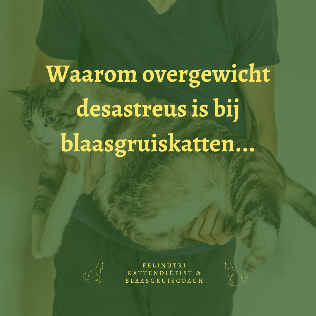 Waarom overgewicht desastreus is voor katten met blaasgruis