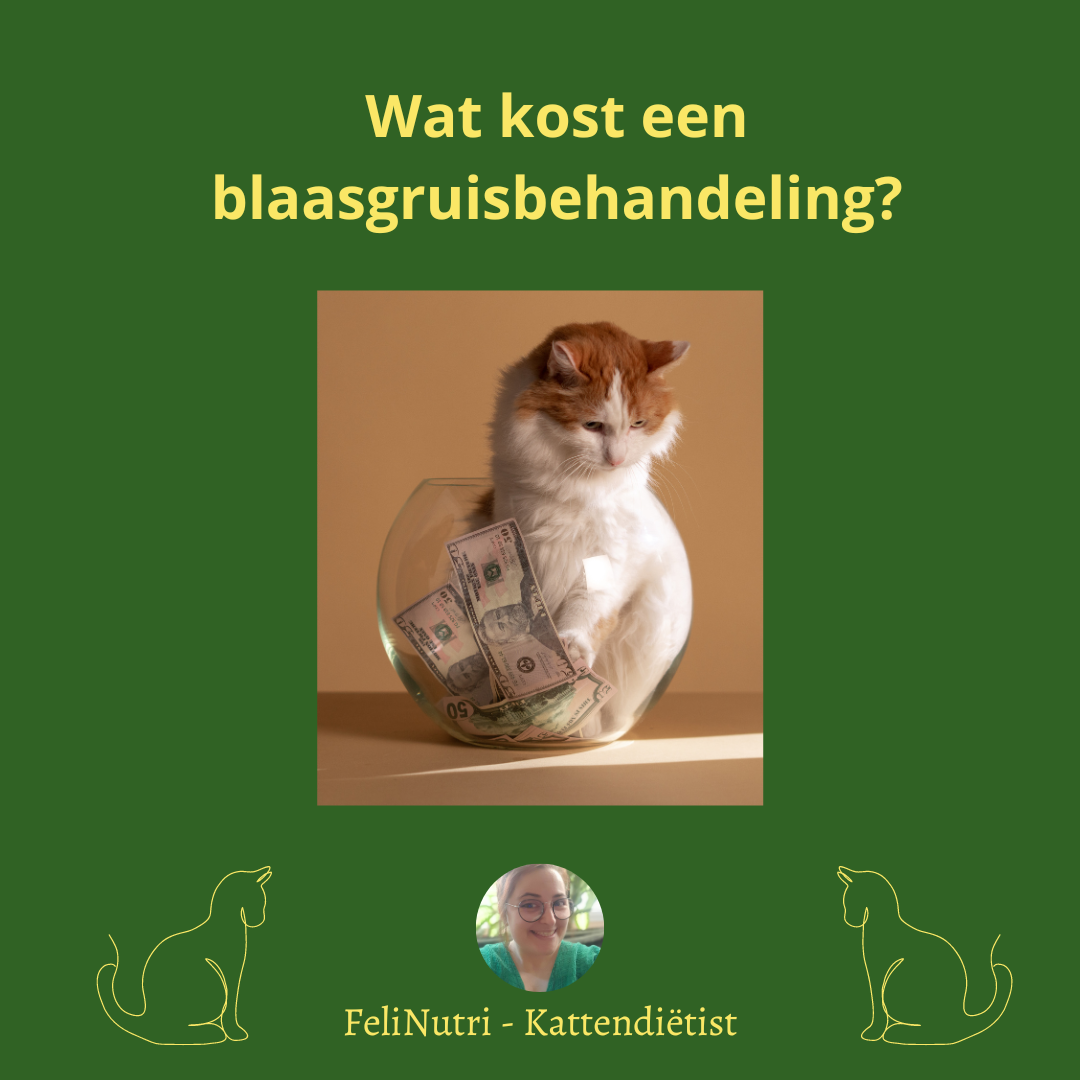 Hoeveel kost de behandeling van een blaasgruiskat?