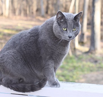 Help! Mijn kat is te dik, maar blijft honger hebben! - Deel 1: Beweging!