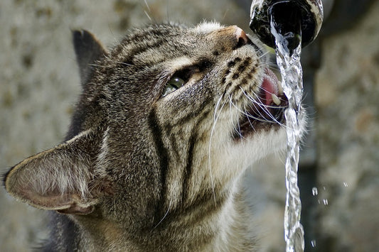 Waarom jouw kat zo gefascineerd is door water uit de kraan