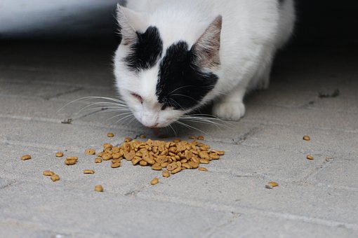 Help! Mijn kat is te dik, maar blijft altijd honger heben! - Deel 2: Samenstelling van het voer