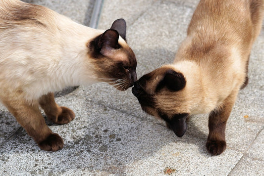 Rassenvoer voor Siamese katten