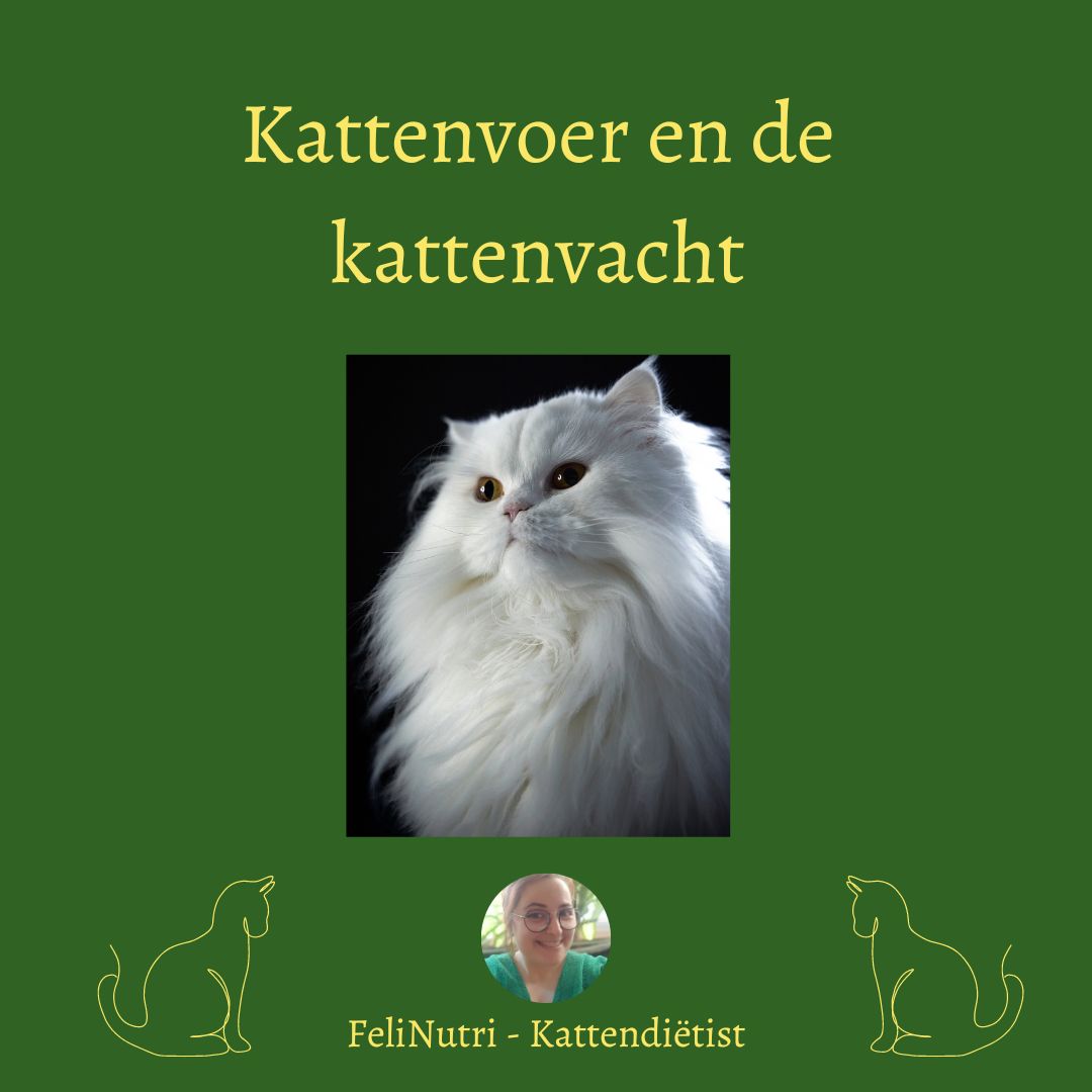 Online training: kattenvoer en de kattenvacht