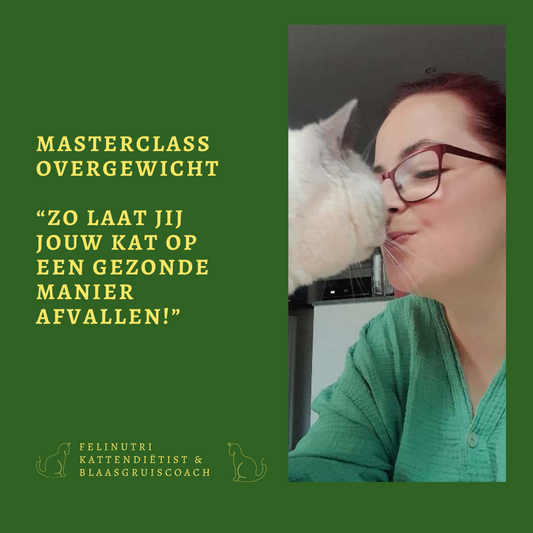 Masterclass Overgewicht: Zo laat jij jouw kat op een verantwoorde manier afvallen